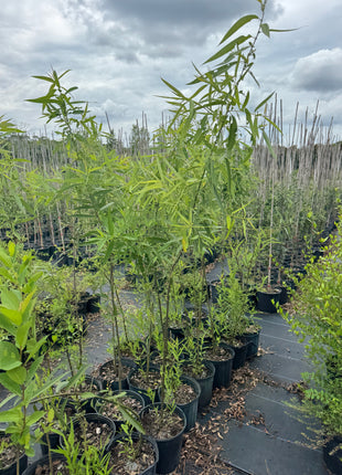 Carolina Willow (Salix caroliniana)