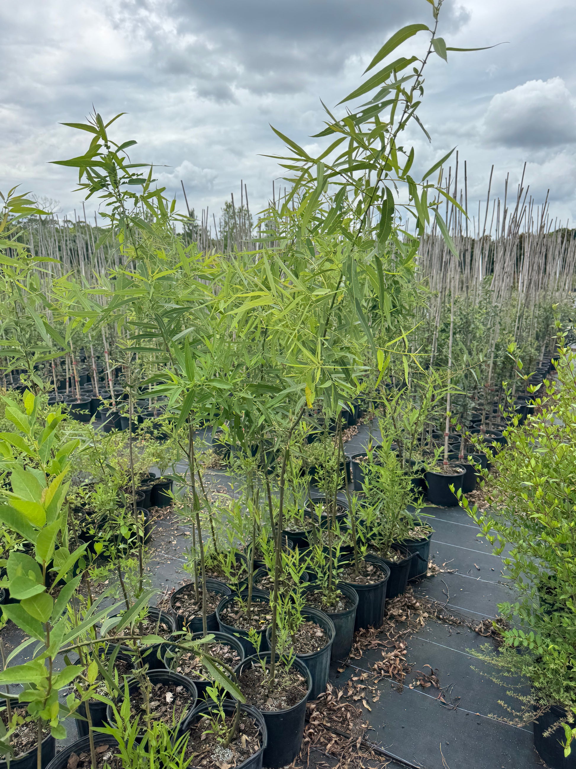Carolina Willow (Salix caroliniana) 3 gallon