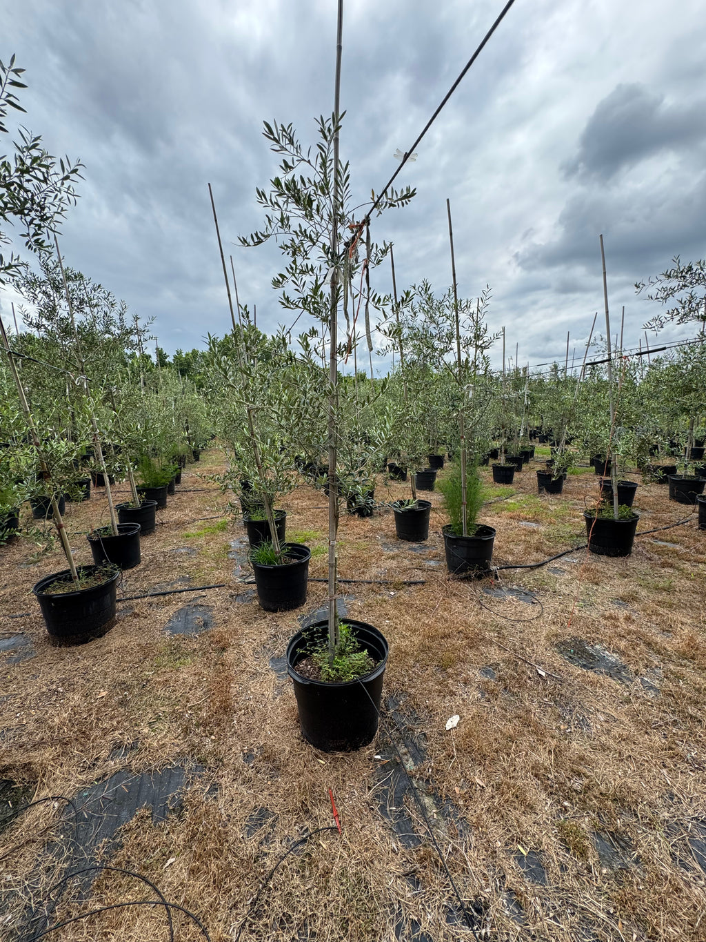 Arbequina Olive Tree (Olea europaea 'Arbequina') 15 & 30 Gallon