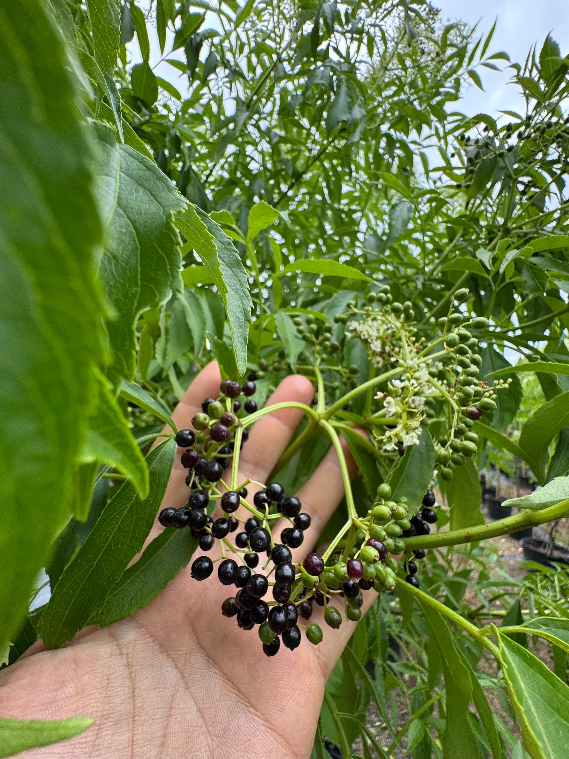 Florida Native Elderberry Topiary (Sambucus Nigra) 15 Gallon