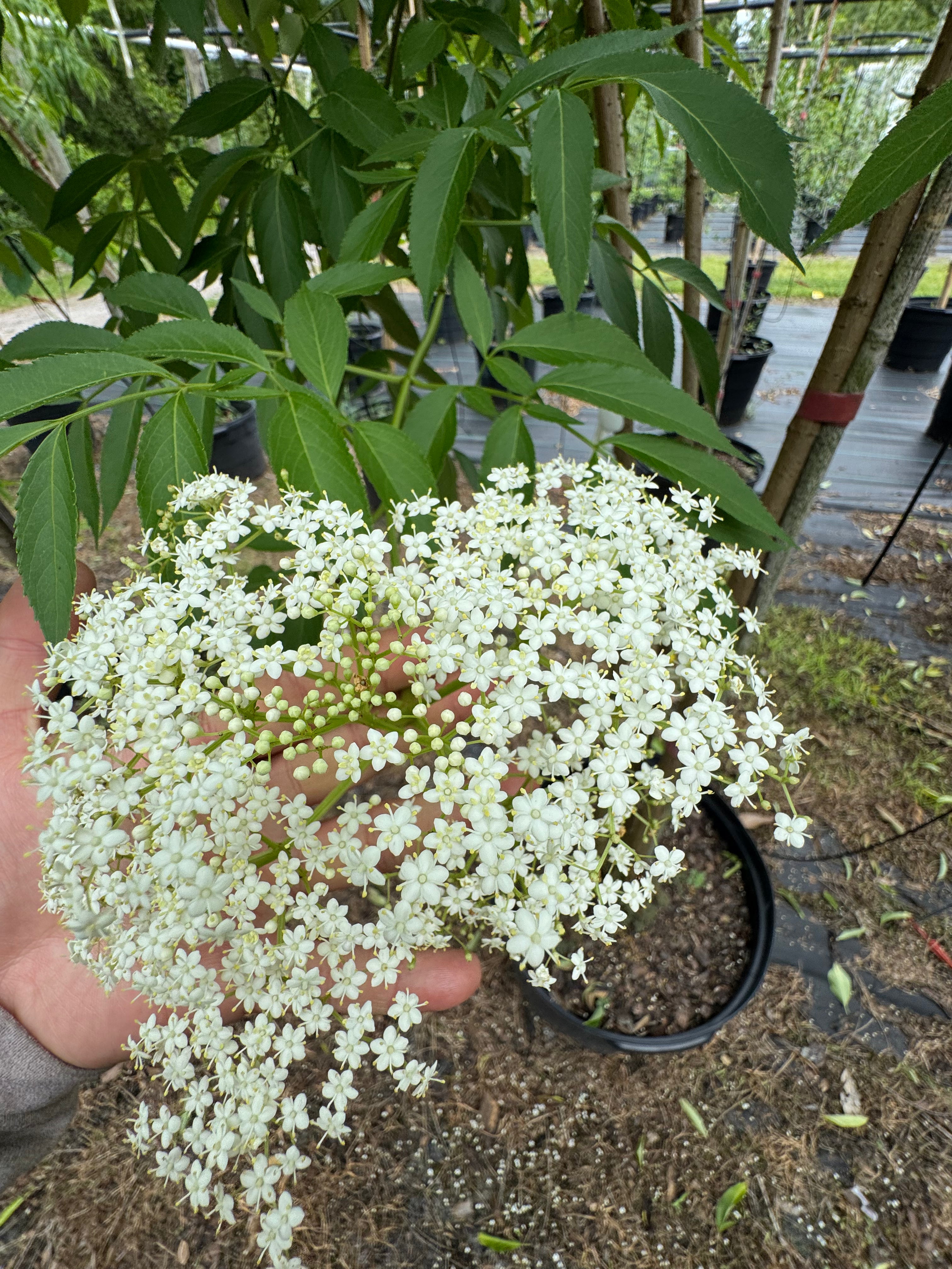 Native Elderberry Topiary (Sambucus Nigra) 7-10FT