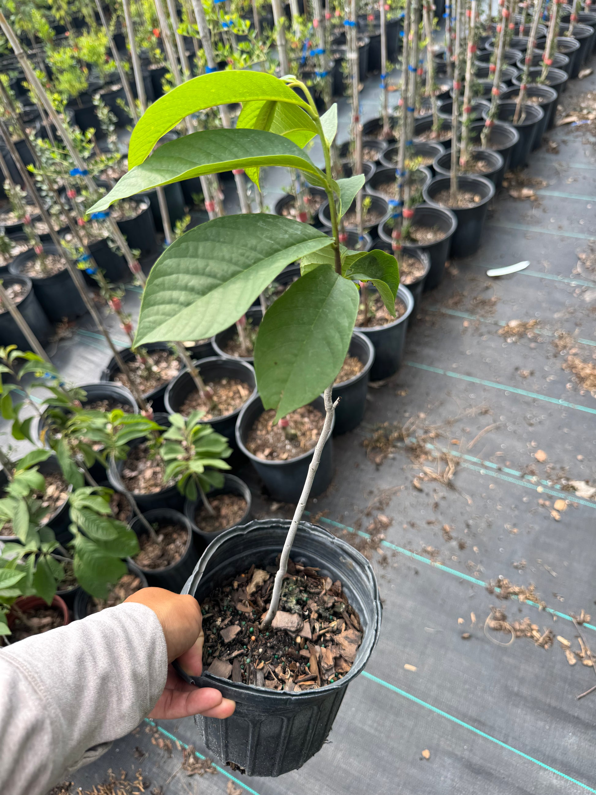 Pawpaw (Asimina Triloba) from seed - 1 & 3 Gallon