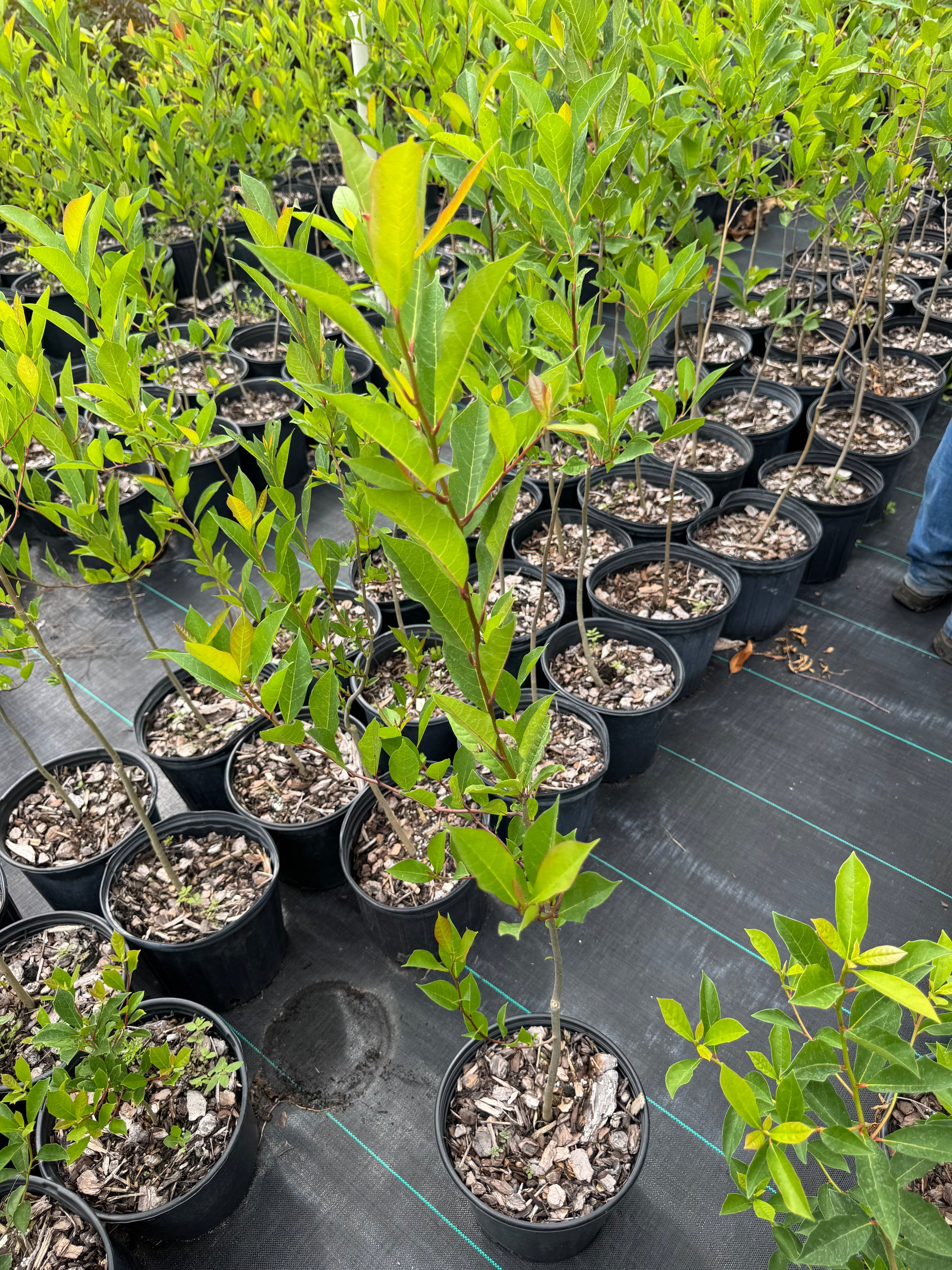 Pawpaw (Asimina Triloba) from seed - 1 & 3 Gallon