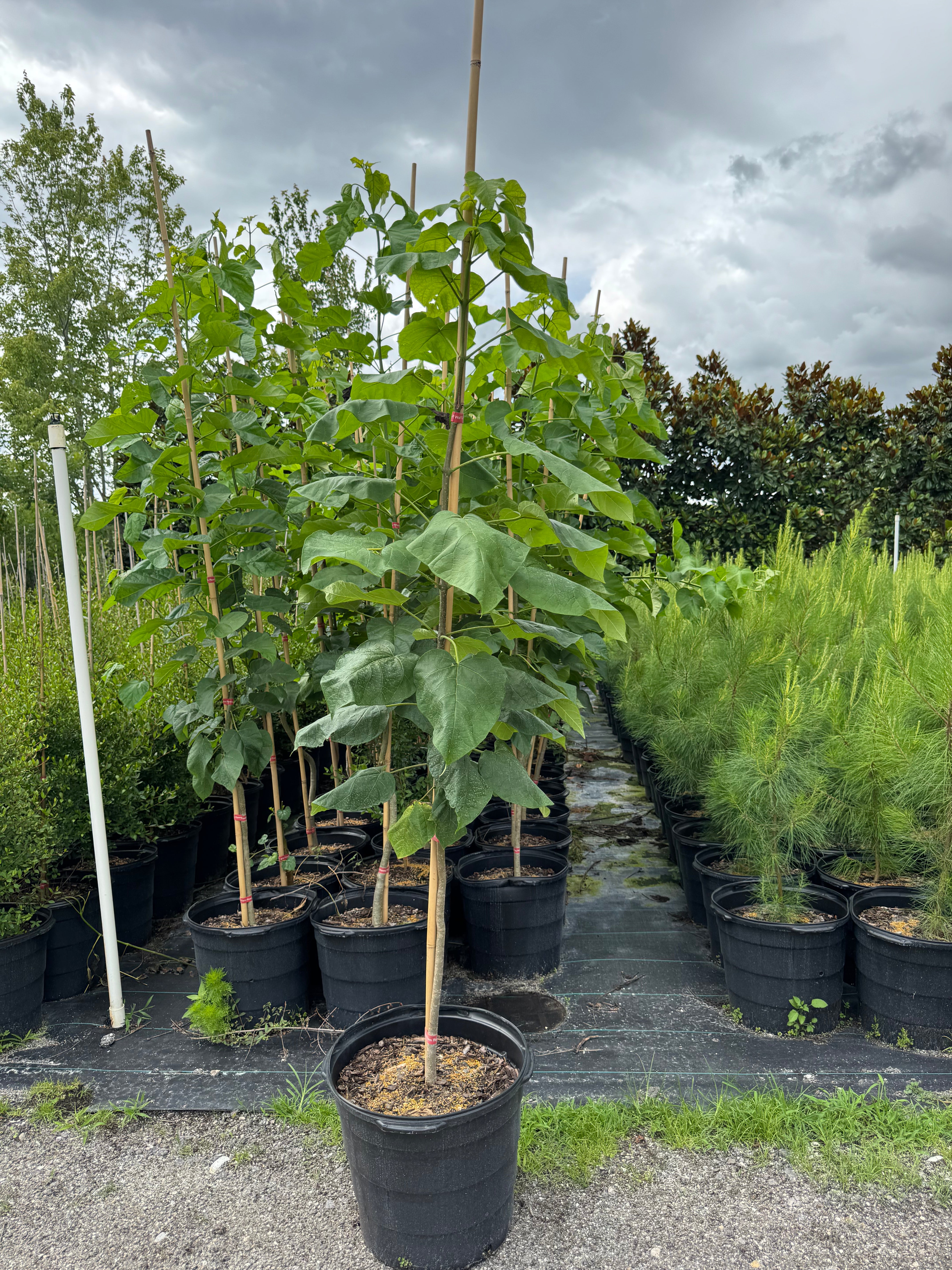 Catalpa (Catalpa Bignonioides) 6-9FT