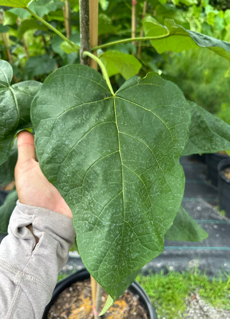 Catalpa (Catalpa Bignonioides)