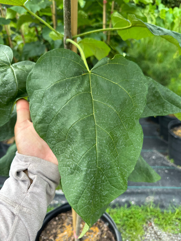 Catalpa (Catalpa Bignonioides)