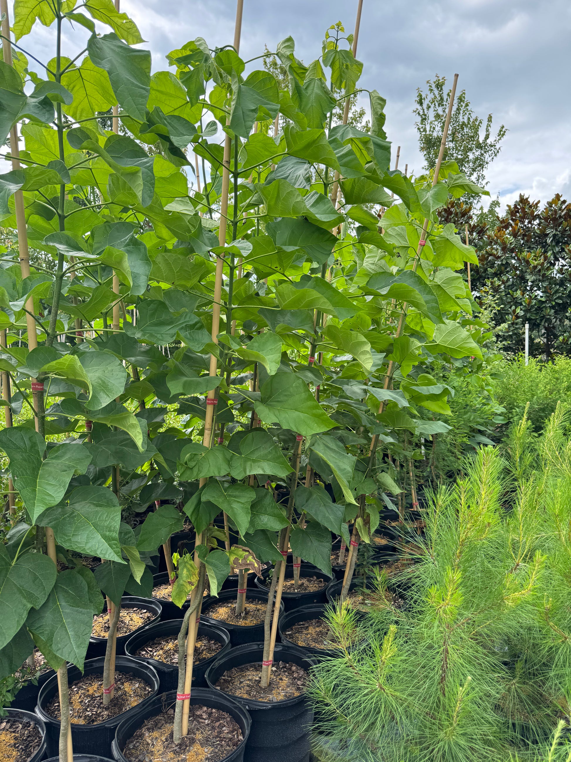 Highland Tupelo Tree (Nyssa sylvatica) 15 Gallon