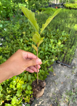 Swamp Chestnut Oak (Quercus Michauxii)