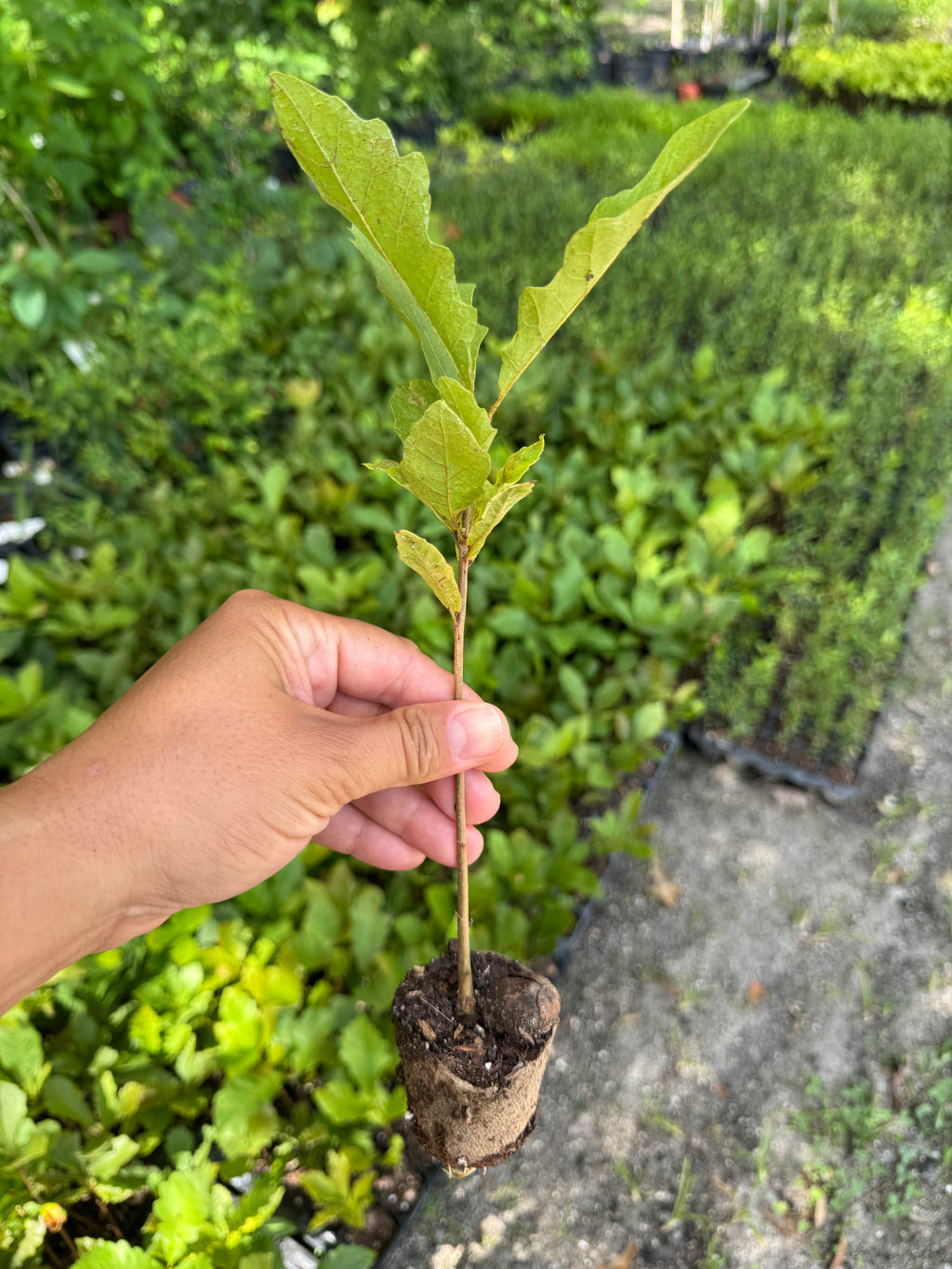 Swamp Chestnut Oak (Quercus Michauxii) Florida Native Liner & 3 Gallon