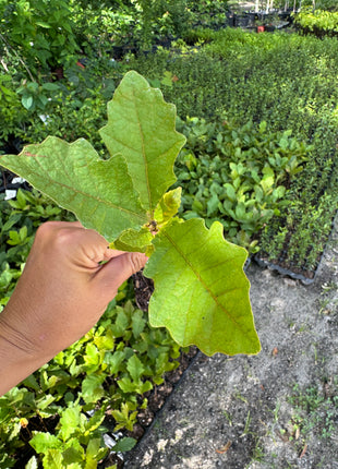 Swamp Chestnut Oak (Quercus Michauxii)