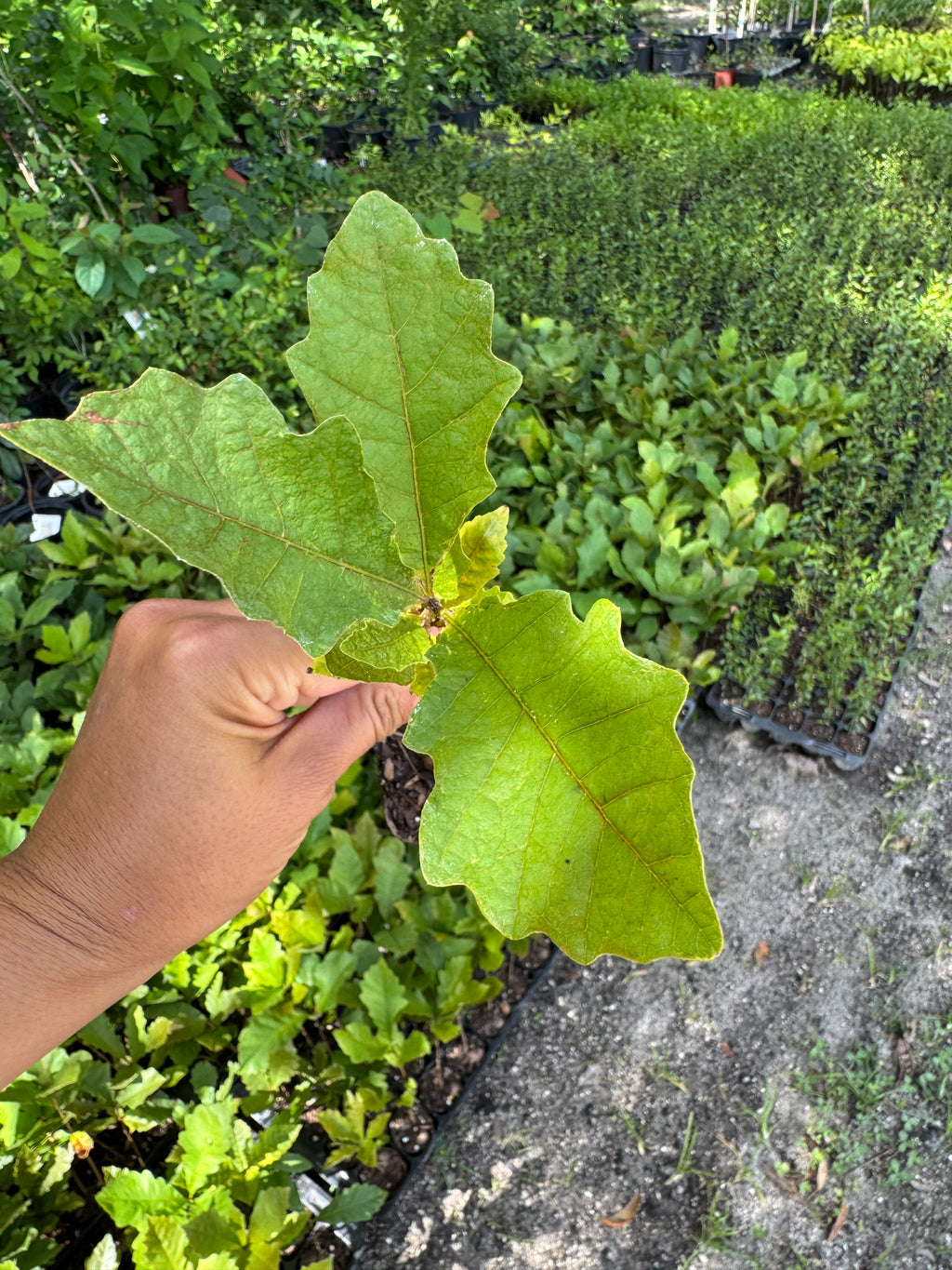 Swamp Chestnut Oak (Quercus Michauxii) Florida Native Liner & 3 Gallon