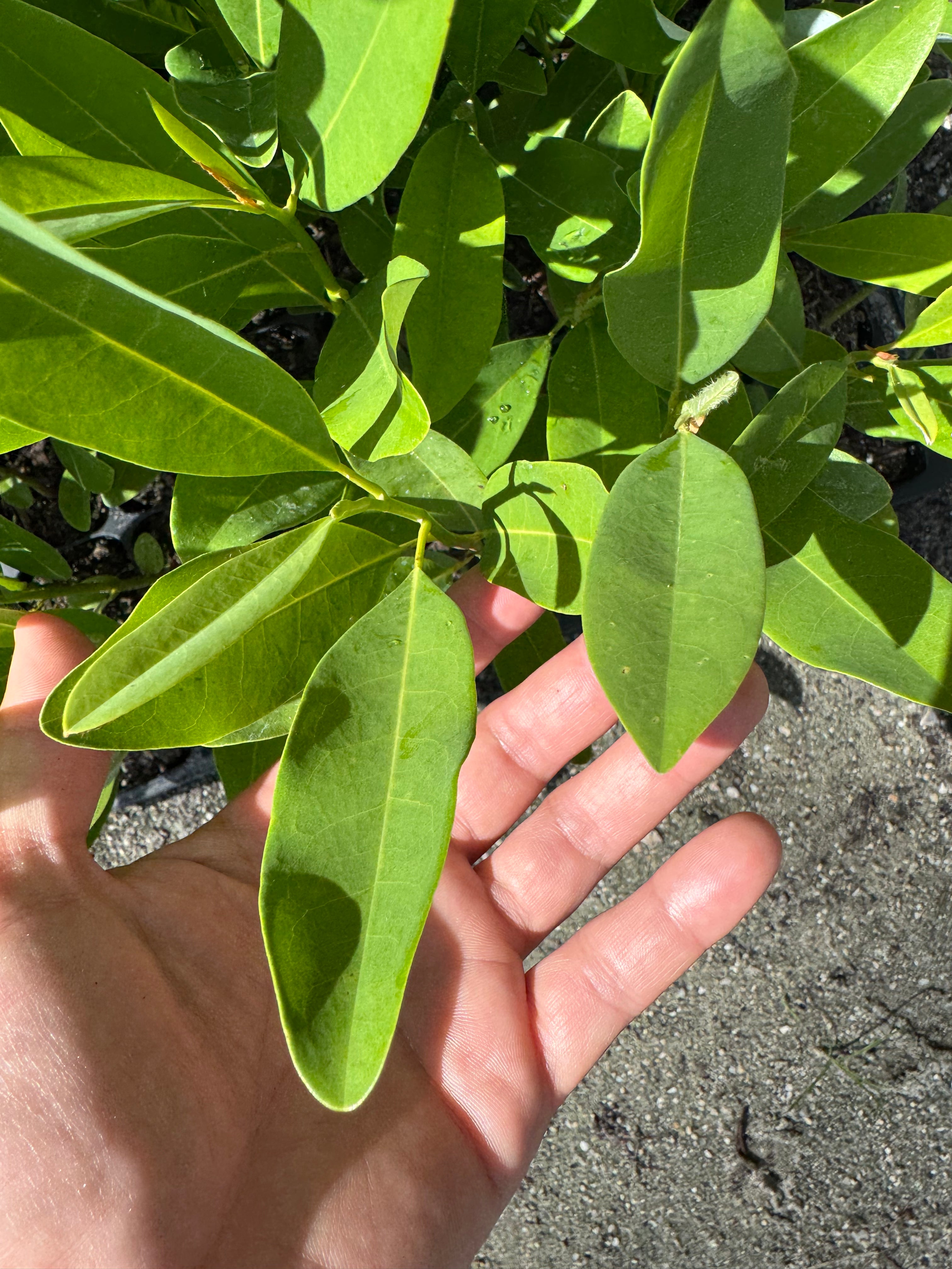 Sweet Bay Magnolia (Magnolia virginiana) 3 Gallon Coming Soon
