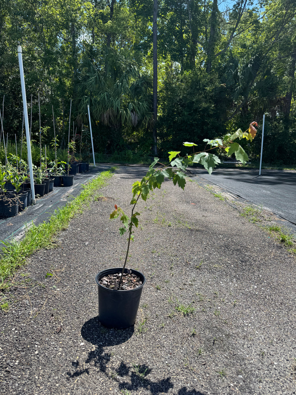 Florida Flame Maple (Acer Rubrum) 3 Gallon