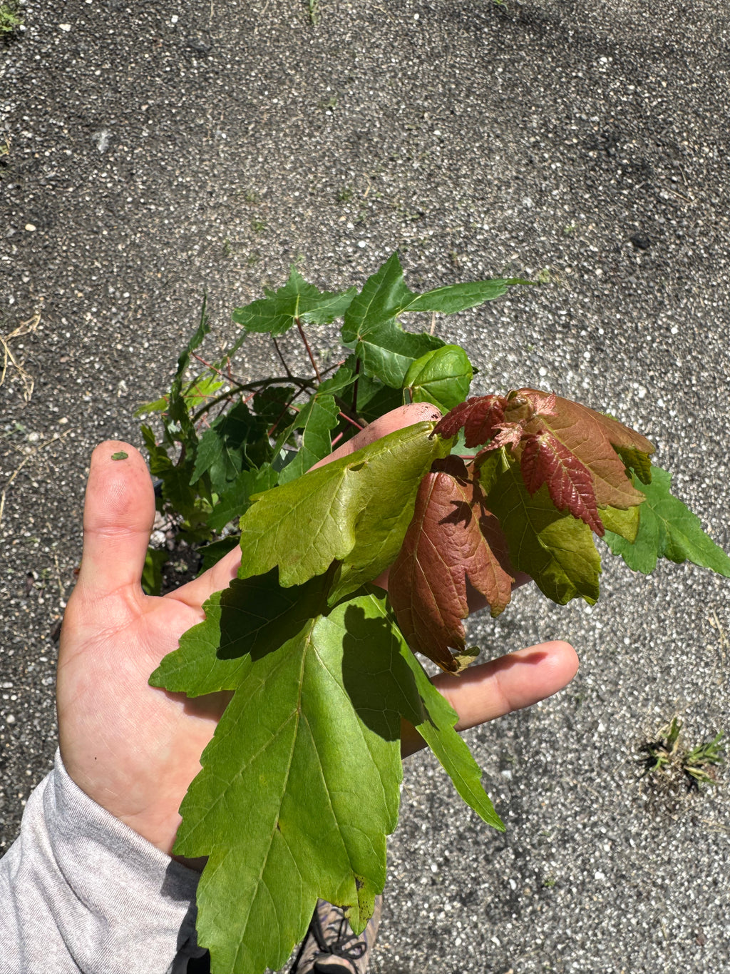 Florida Flame Maple (Acer Rubrum) 3 Gallon