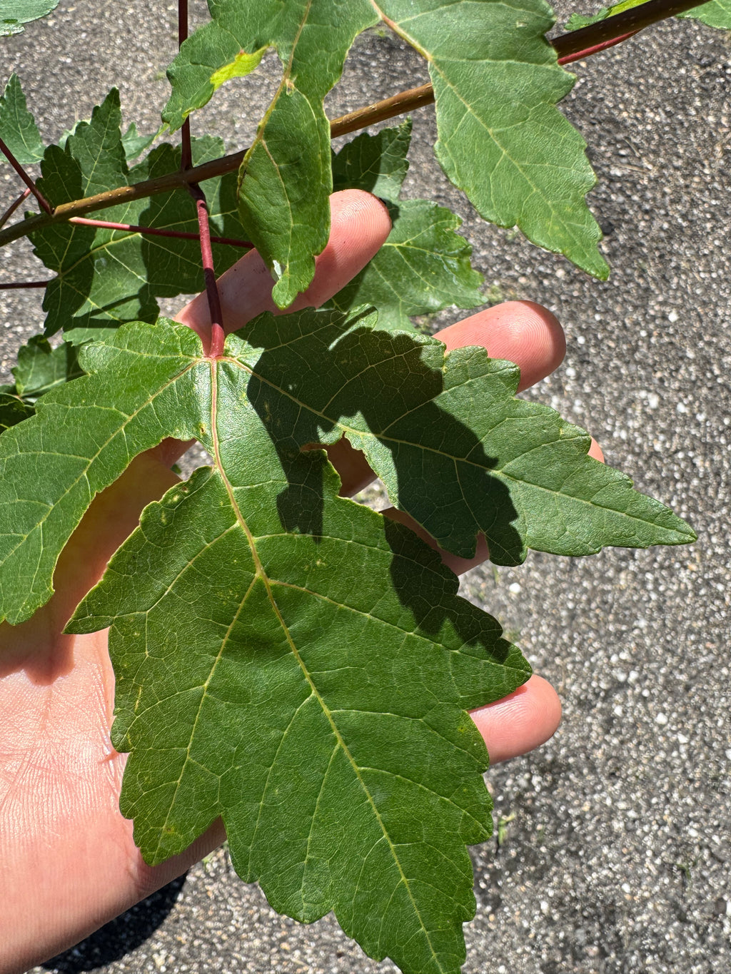 Florida Flame Maple (Acer Rubrum) 3 Gallon
