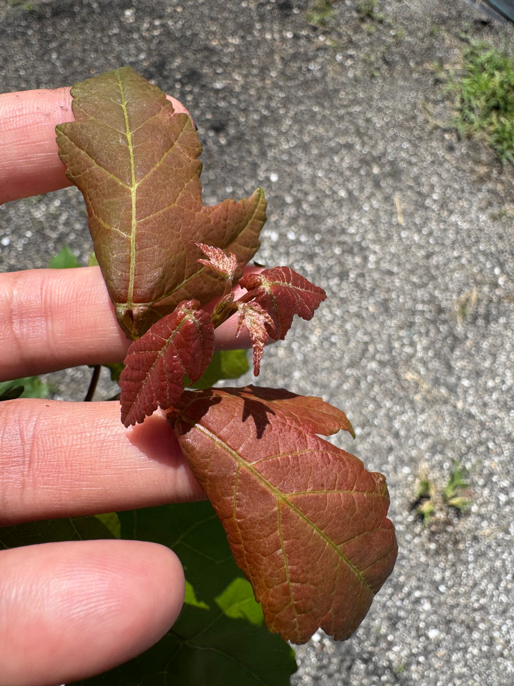 Florida Flame Maple (Acer Rubrum) 3 Gallon