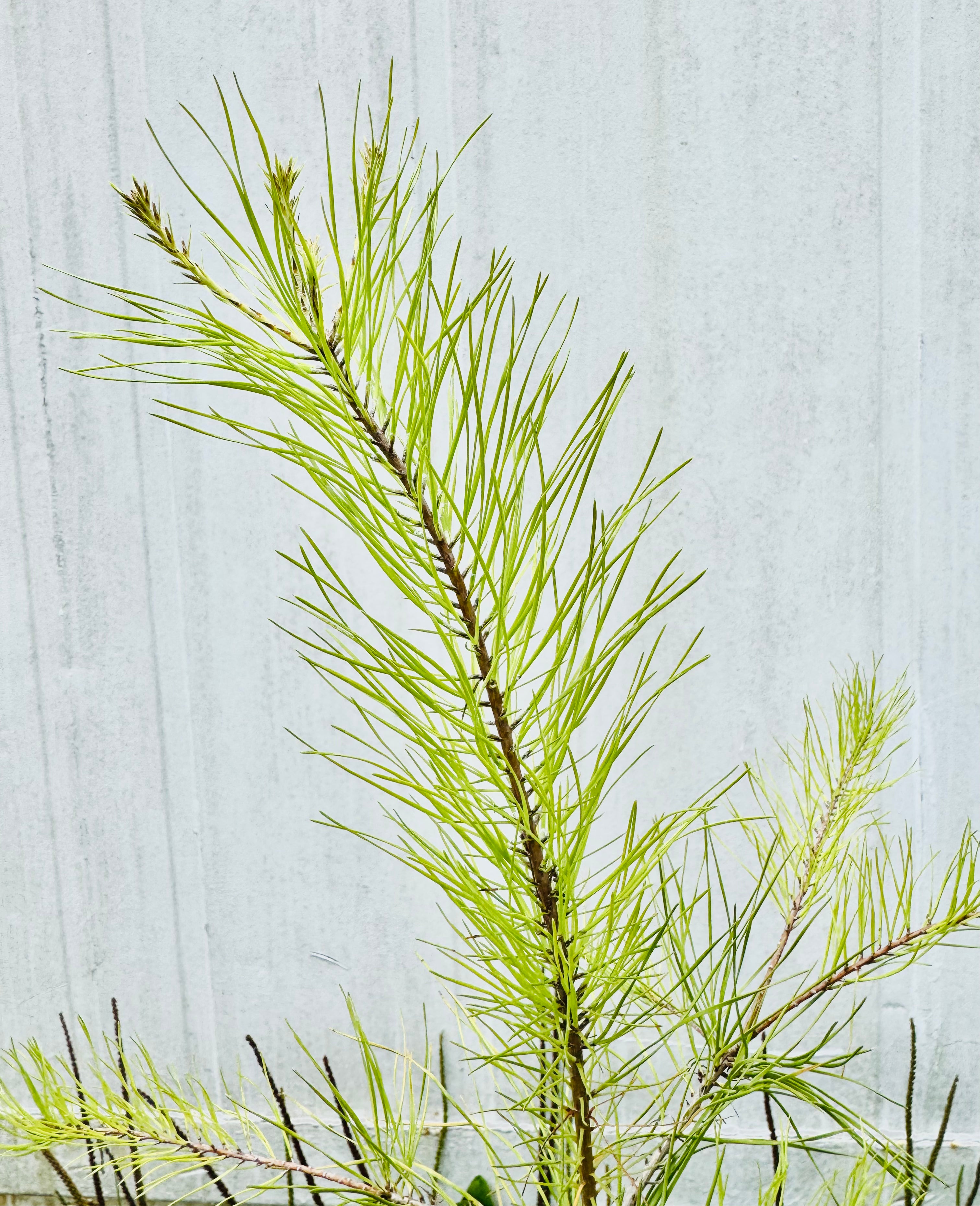 Native Slash Pine (Pinus Elliottii)