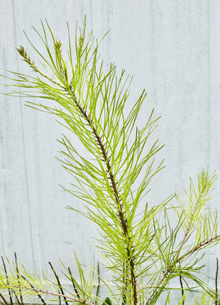 Native Slash Pine (Pinus Elliottii)