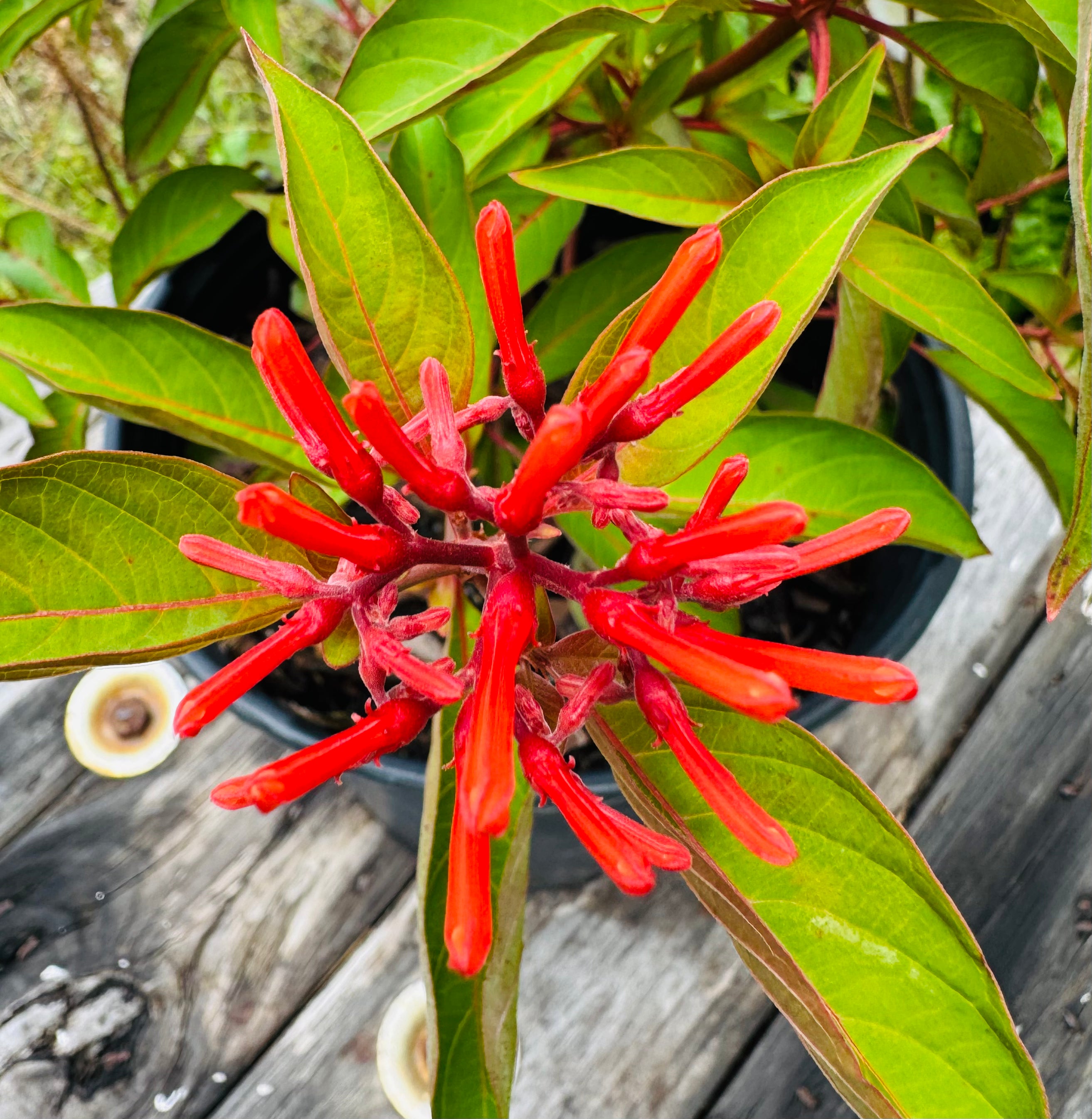 Native Firebush (Hamelia Patens)