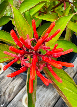 Native Firebush (Hamelia Patens)