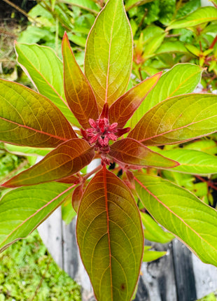 Native Firebush (Hamelia Patens)