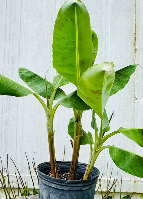 banana plant indoor or outdoor Dwarf Cavendish Banana – Tropical Delight for Your Garden or Home! – Flowing Well Tree Farm