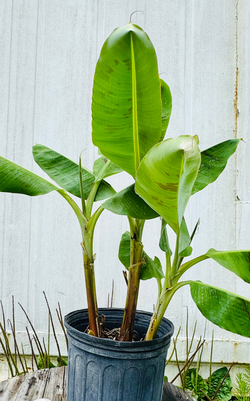 Dwarf Cavendish Banana (Musa Acuminata)