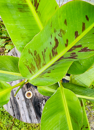 Dwarf Cavendish Banana (Musa Acuminata)