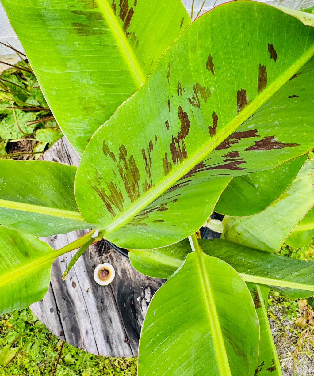 Dwarf Cavendish Banana (Musa Acuminata) Tall 3 Gallon