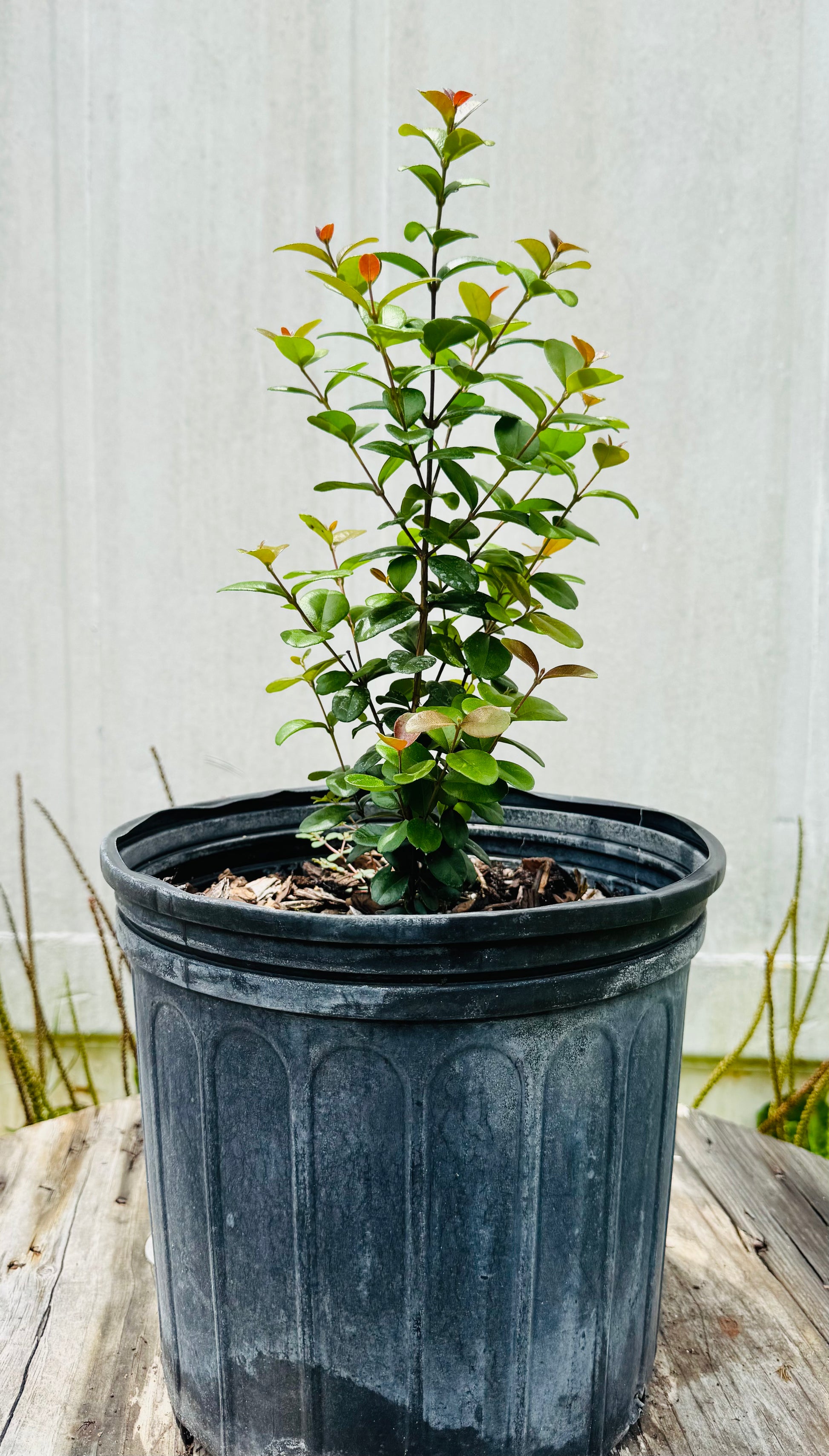 Simpson Stopper (Myrcianthes Fragrans) 3 Gallon