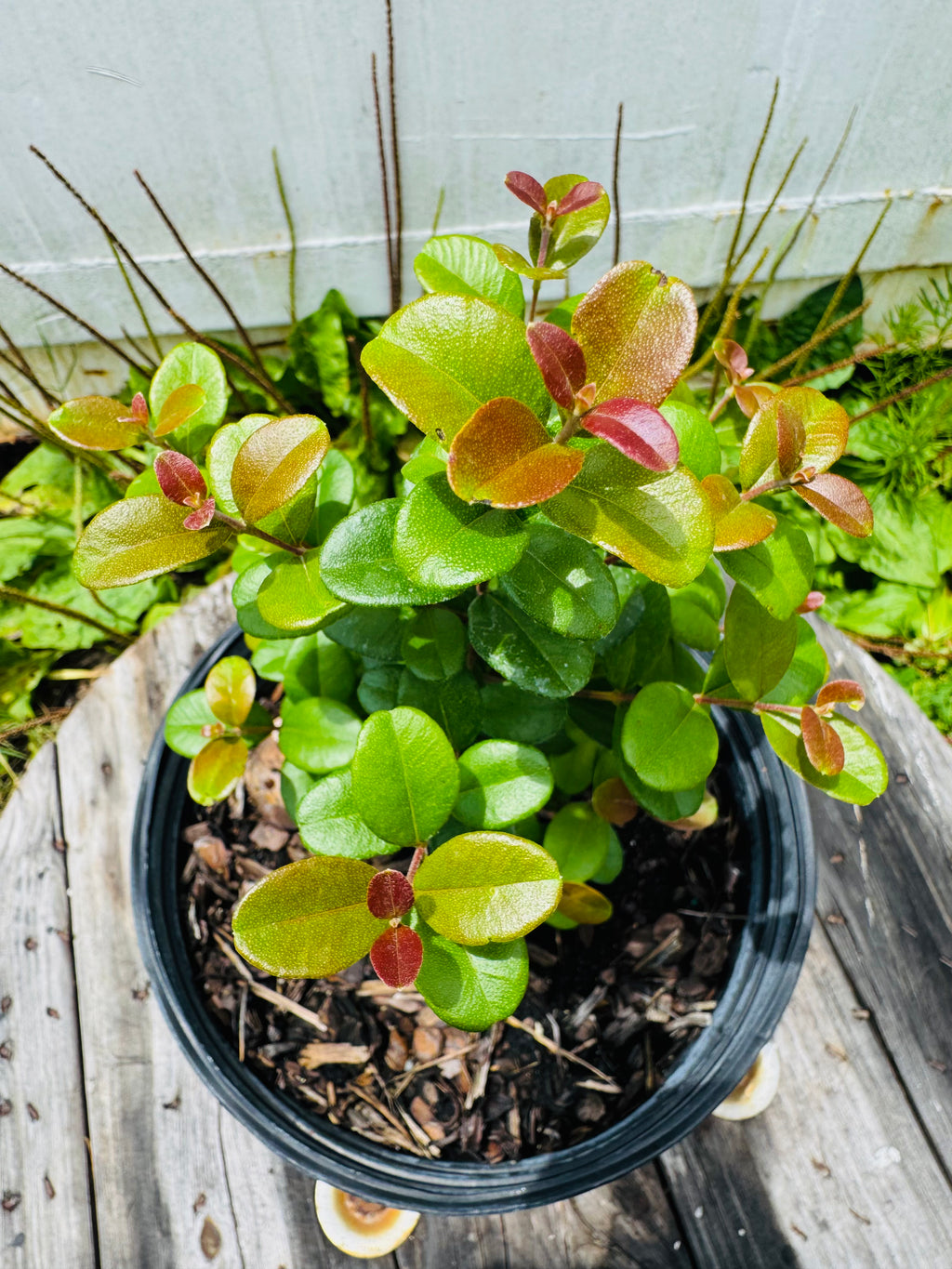 Simpson Stopper (Myrcianthes Fragrans) 3 Gallon