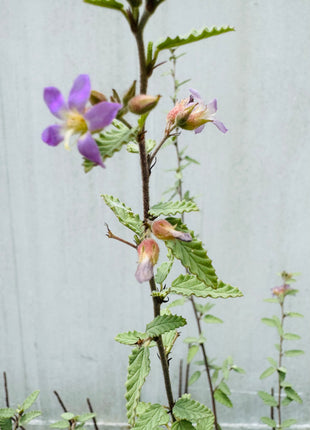 Grayleaf Teabush (Melochia tomentosa)