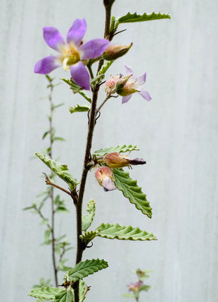 Grayleaf Teabush (Melochia tomentosa)