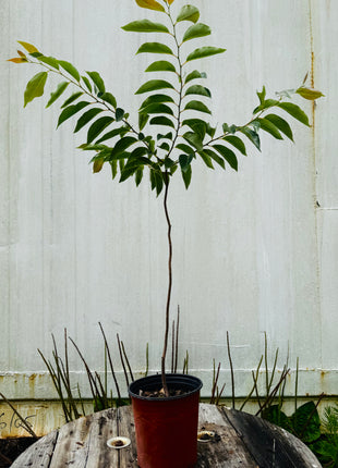 Native Persimmon Tree (Diospyros Virginiana)