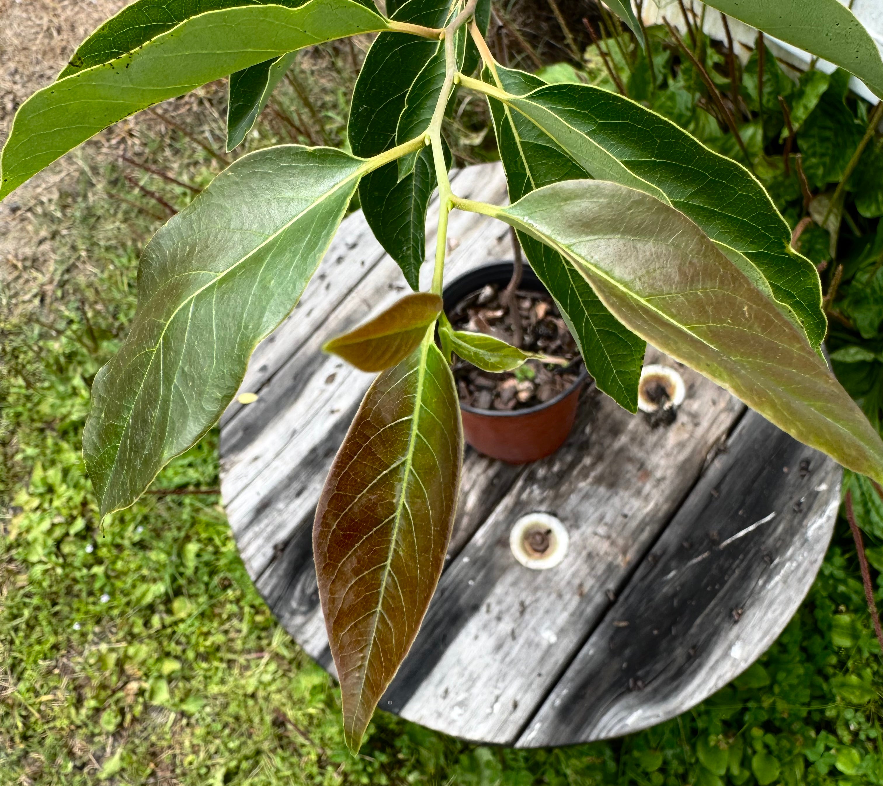 Native Persimmon Tree (Diospyros Virginiana)