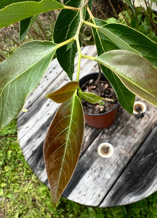 Native Persimmon Tree (Diospyros Virginiana)