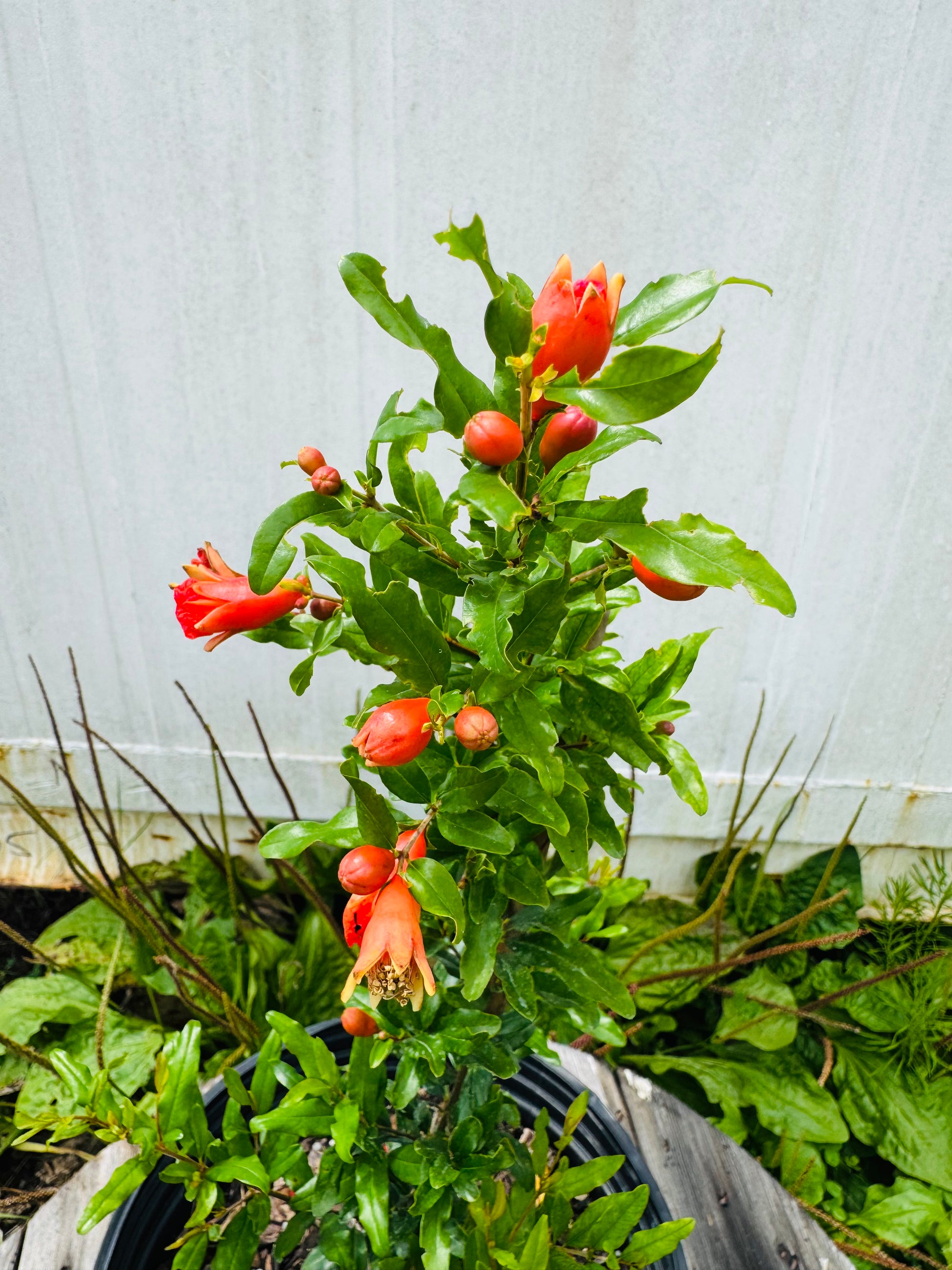 Dwarf Red Pomegranate (Punica Granatum Var. Nana) 1 & 3 Gallon