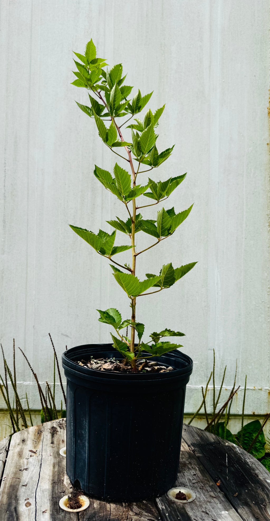 Prime-Ark® Freedom Blackberry Thornless (Rubus x) 3 Gallon