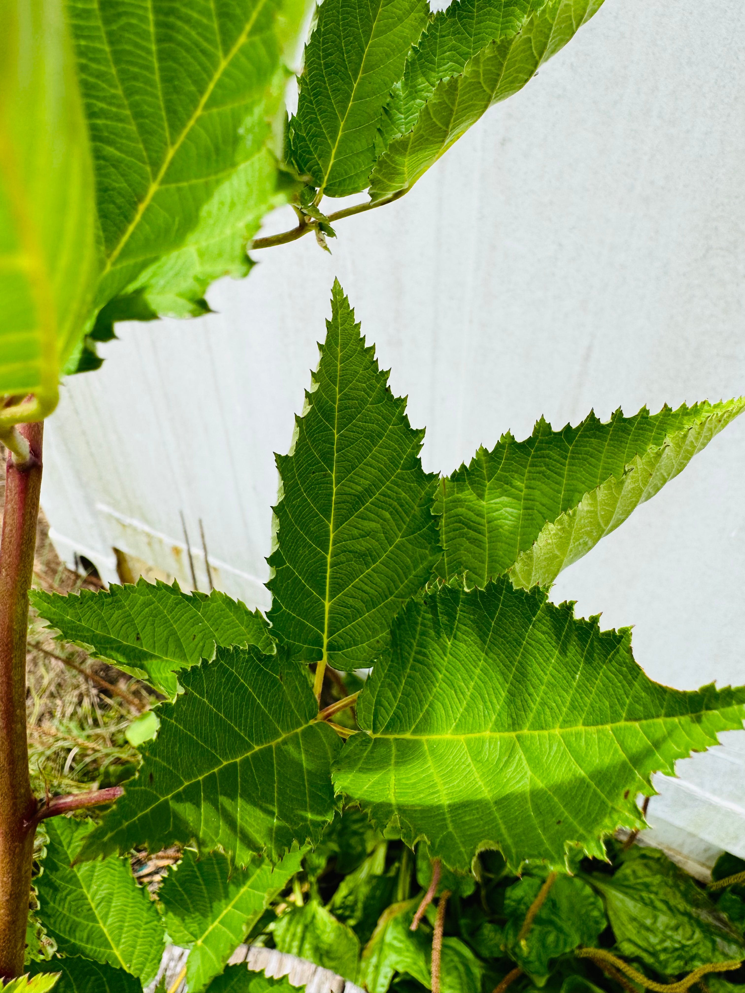 Prime-Ark® Freedom Blackberry Thornless (Rubus x) 2-3FT