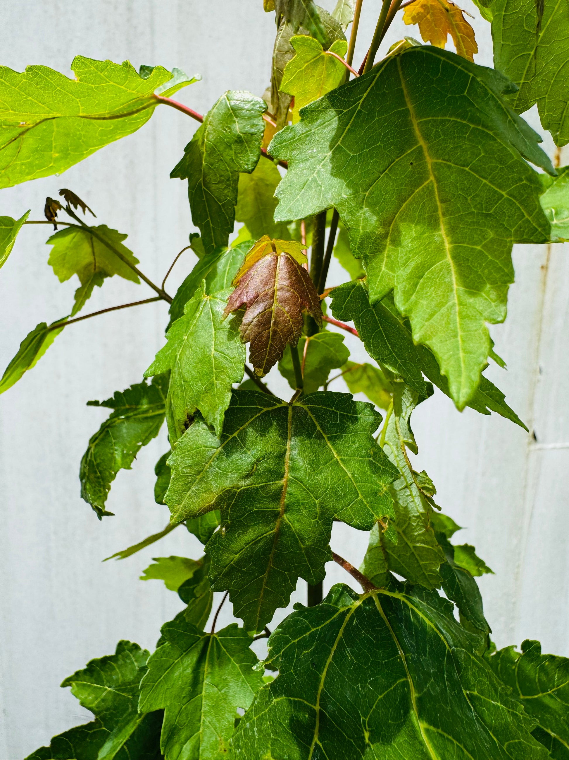 Florida Flame Maple (Acer Rubrum) 3 Gallon