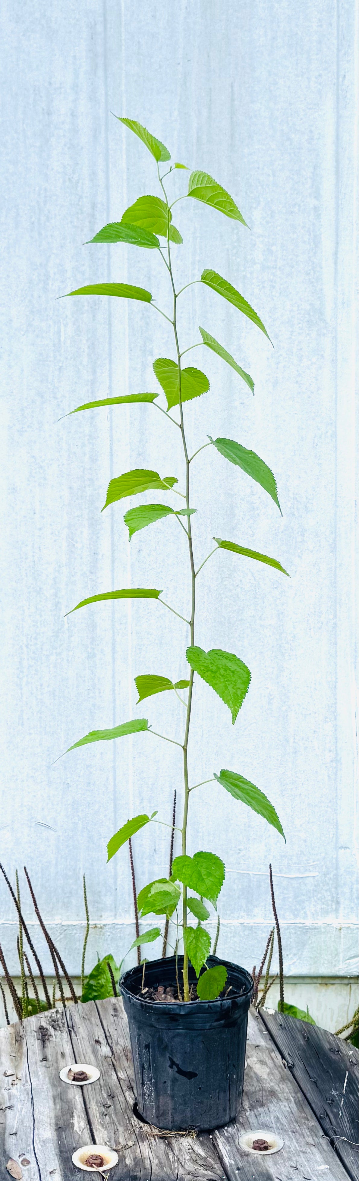 Florida Native Mulberry (Morus Rubra) - 1 & 15 Gallon
