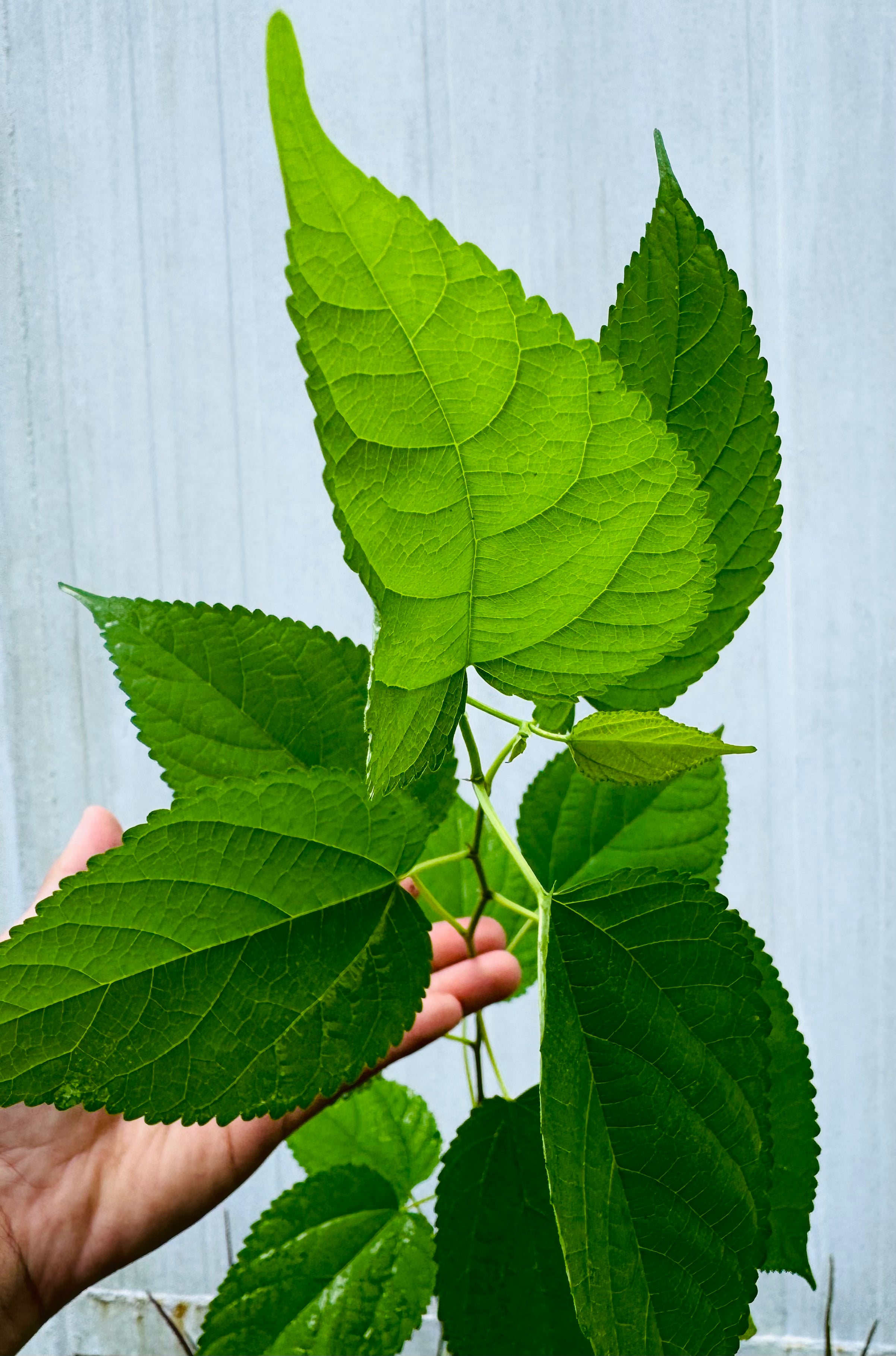 Native Mulberry (Morus Rubra)