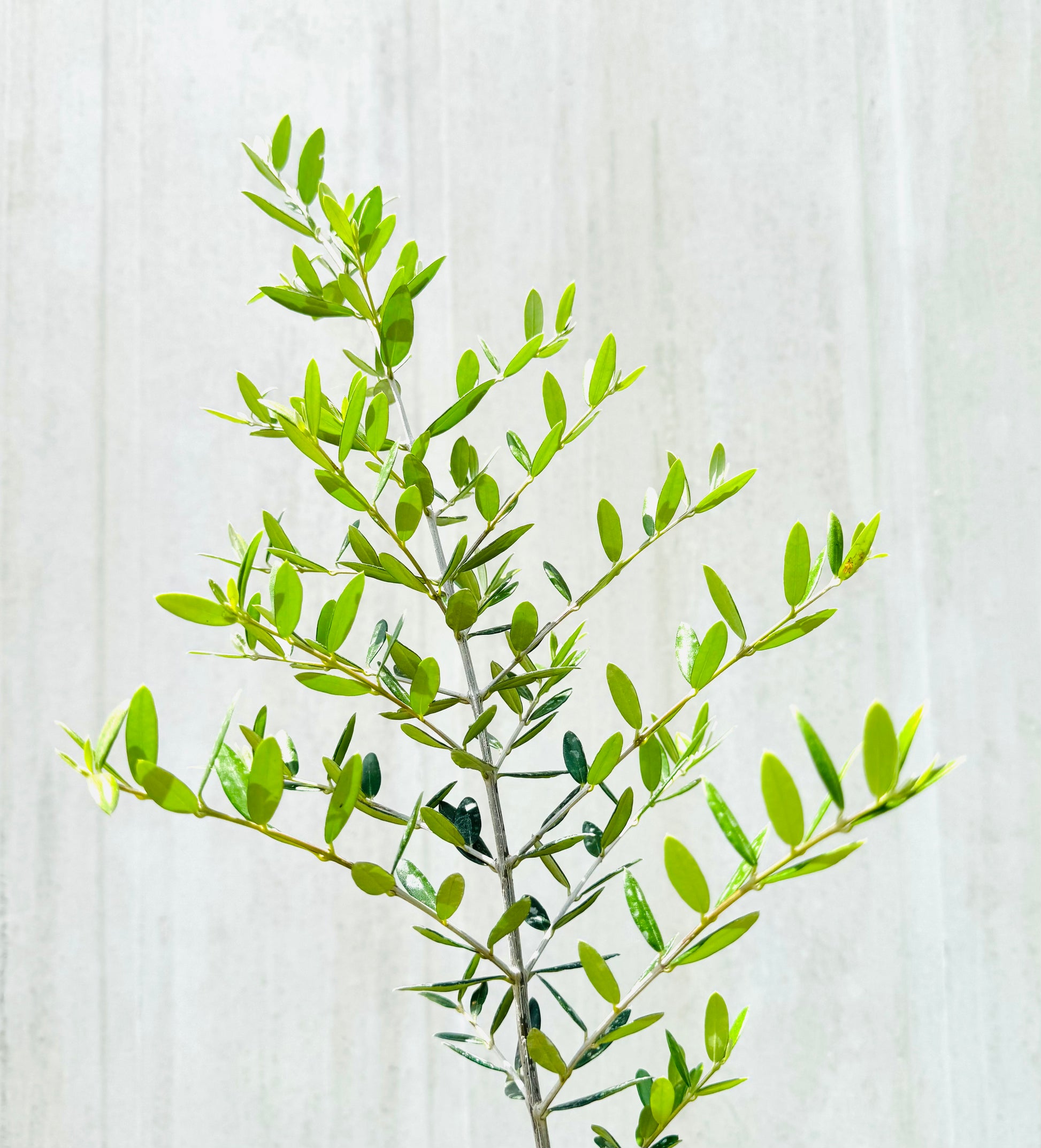Arbequina Olive Tree (Olea europaea 'Arbequina') 3 Gallon