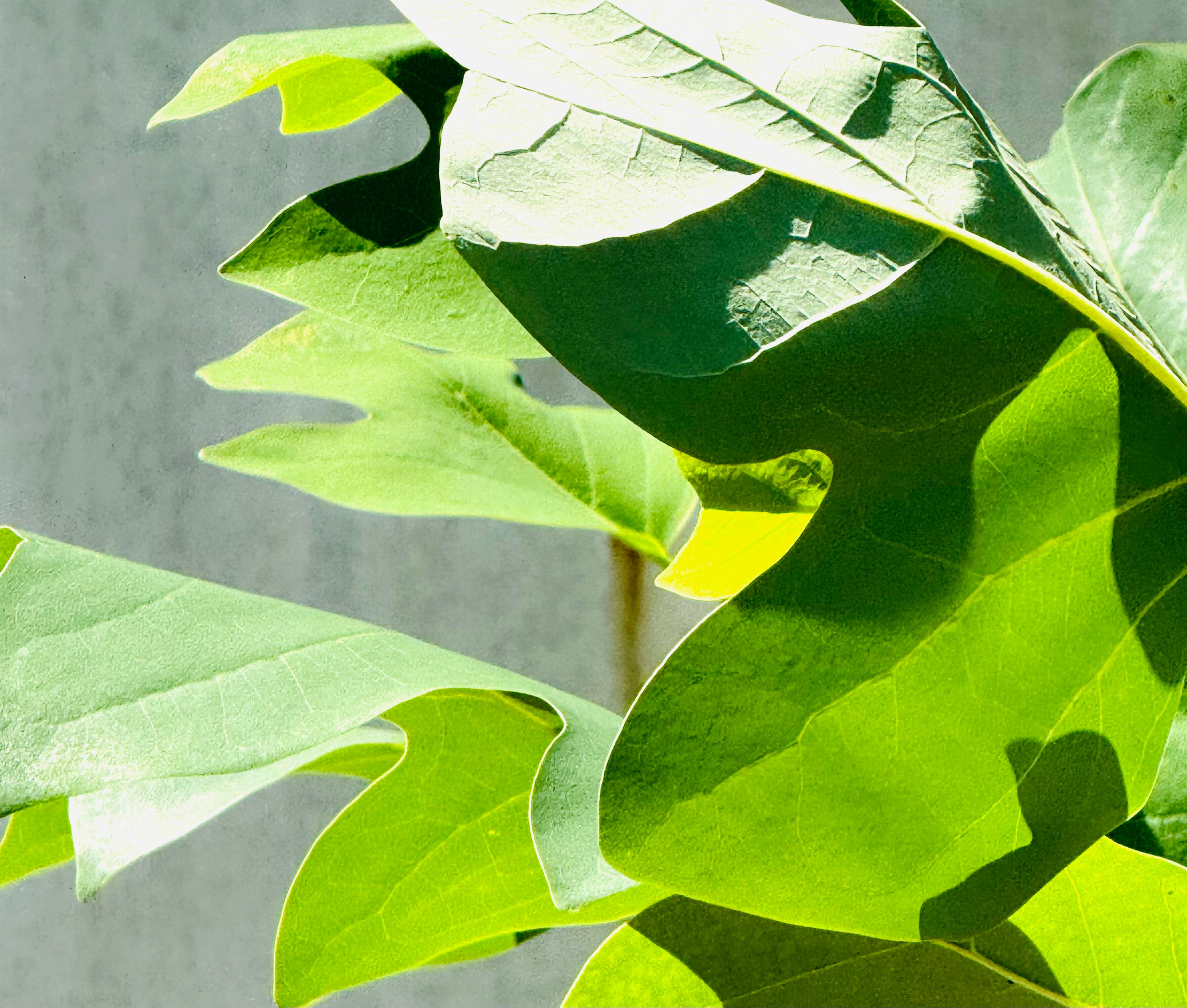 Tulip Poplar Tree (Liriodendron Tulipifera) 7-9FT