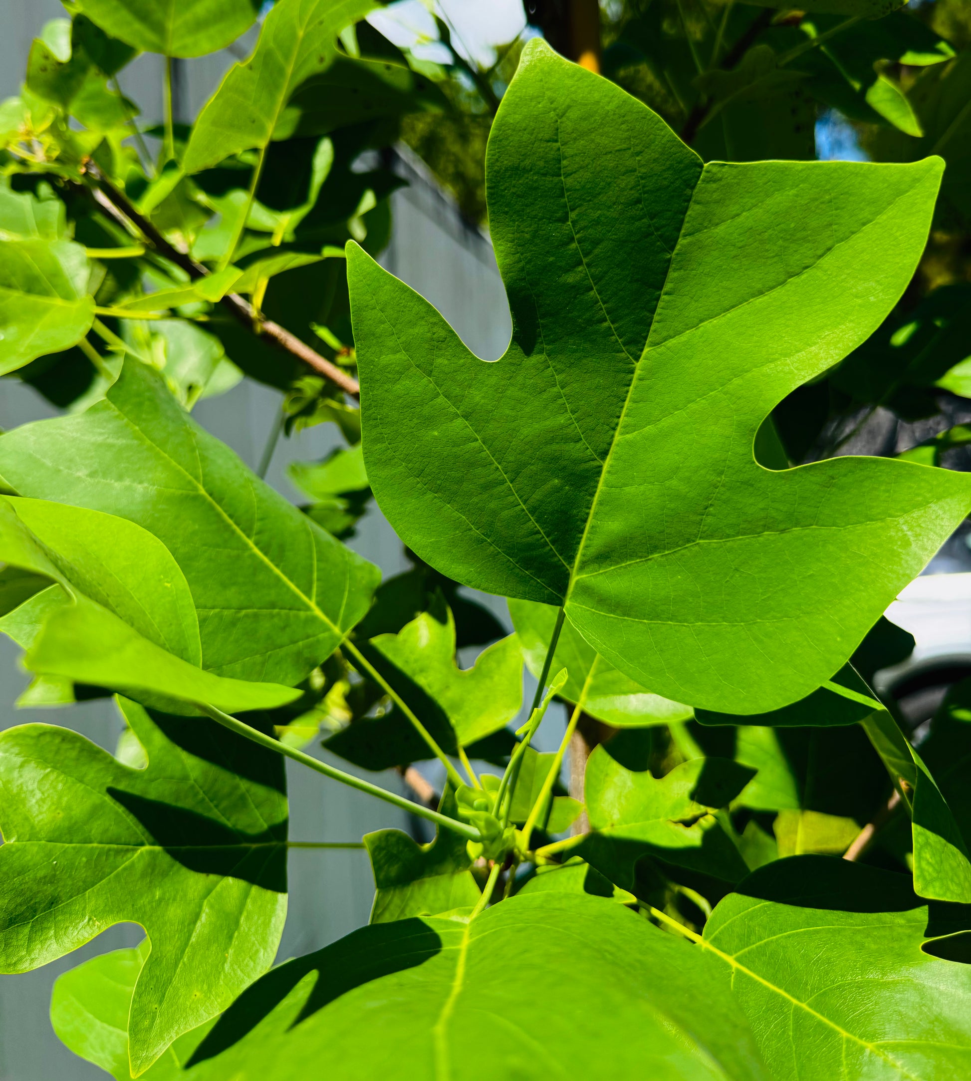 Tulip Poplar Tree (Liriodendron Tulipifera) Florida Native – 15 Gallon