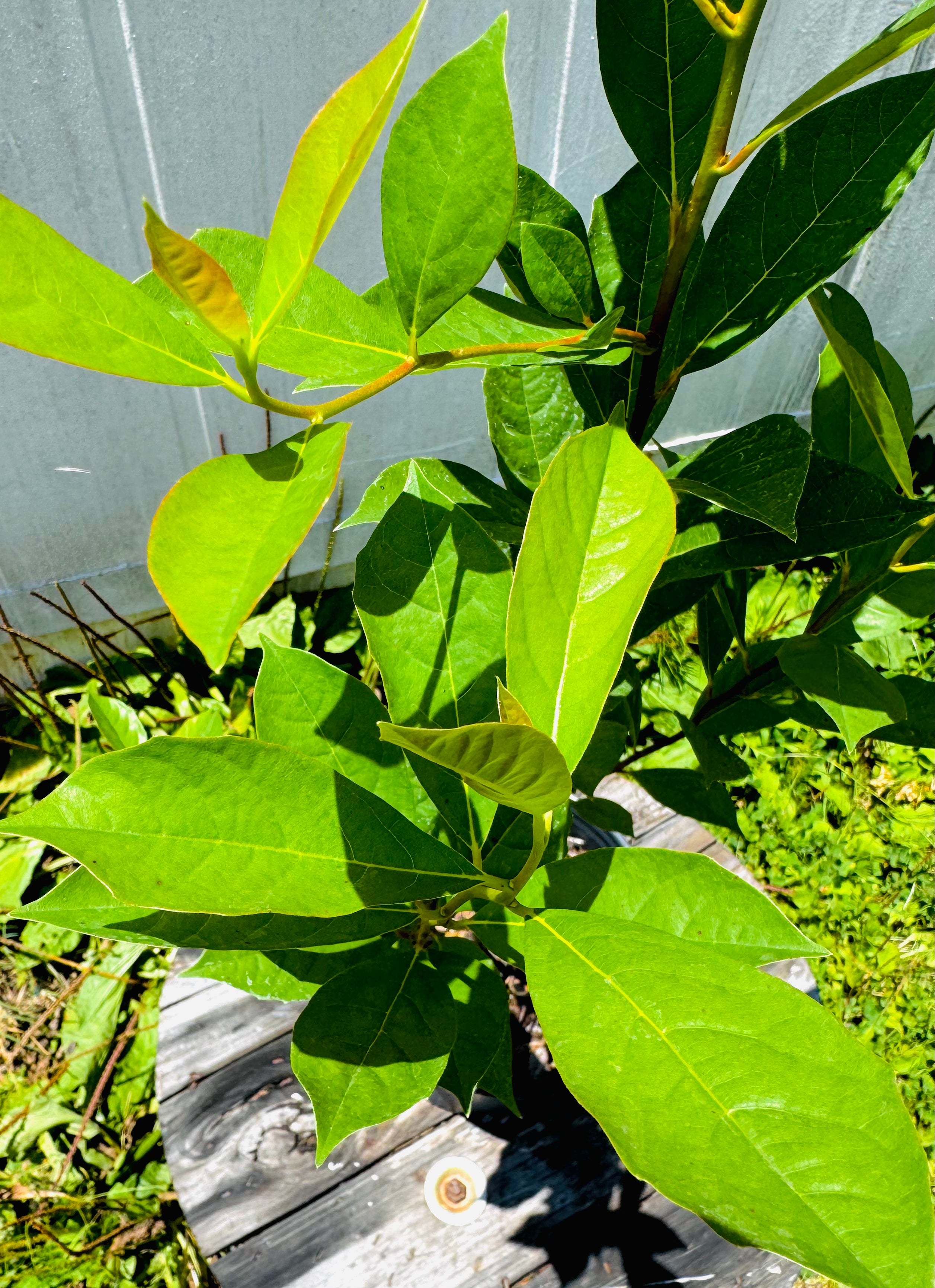Swamp Tupelo (Nyssa biflora) 2-4FT