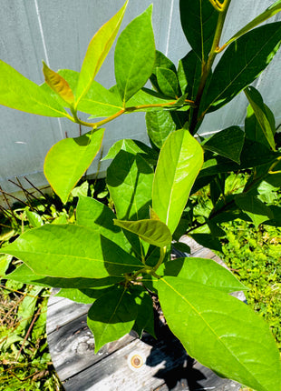 Swamp Tupelo (Nyssa biflora)