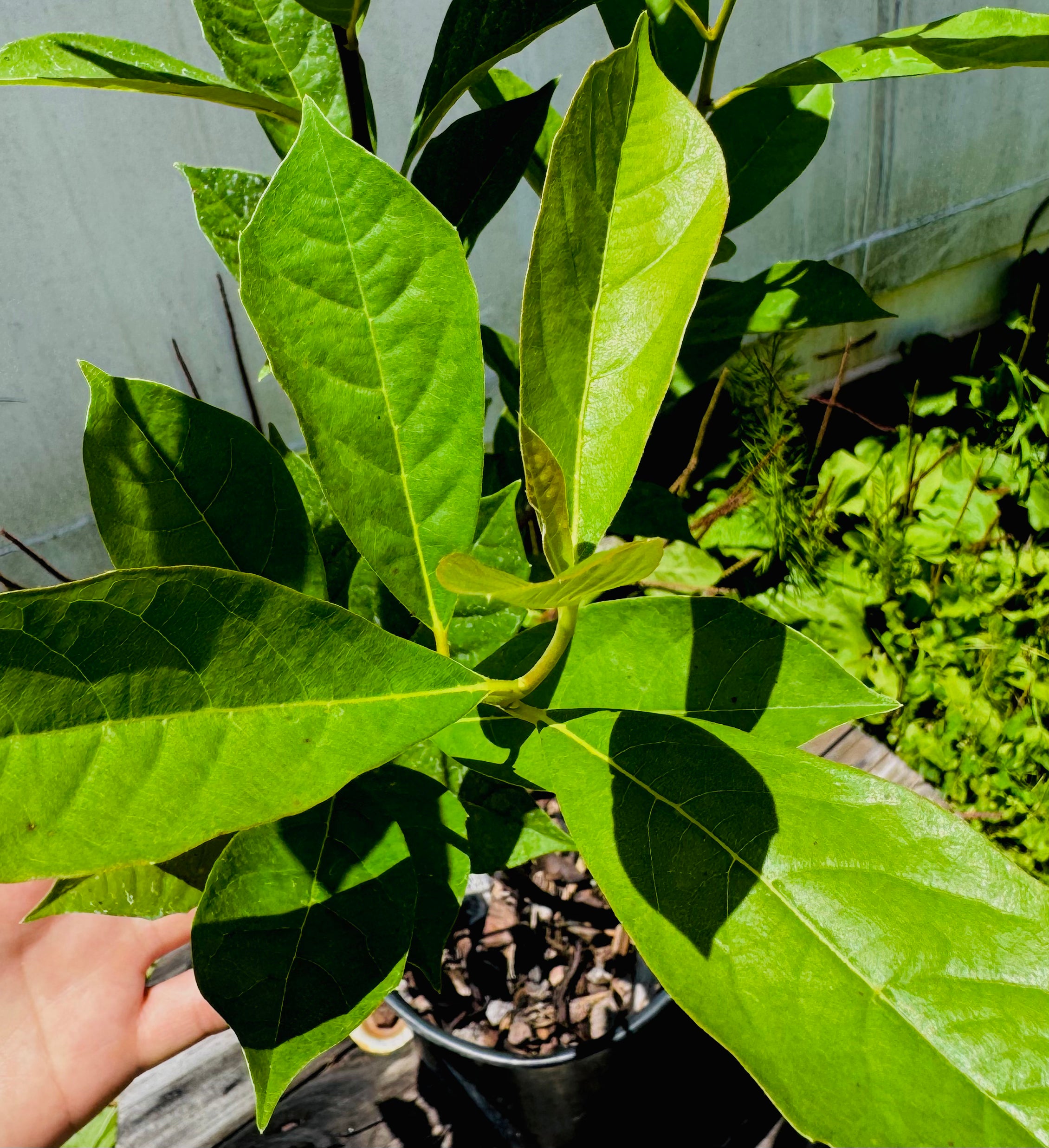 Swamp Tupelo (Nyssa biflora) 2-4FT