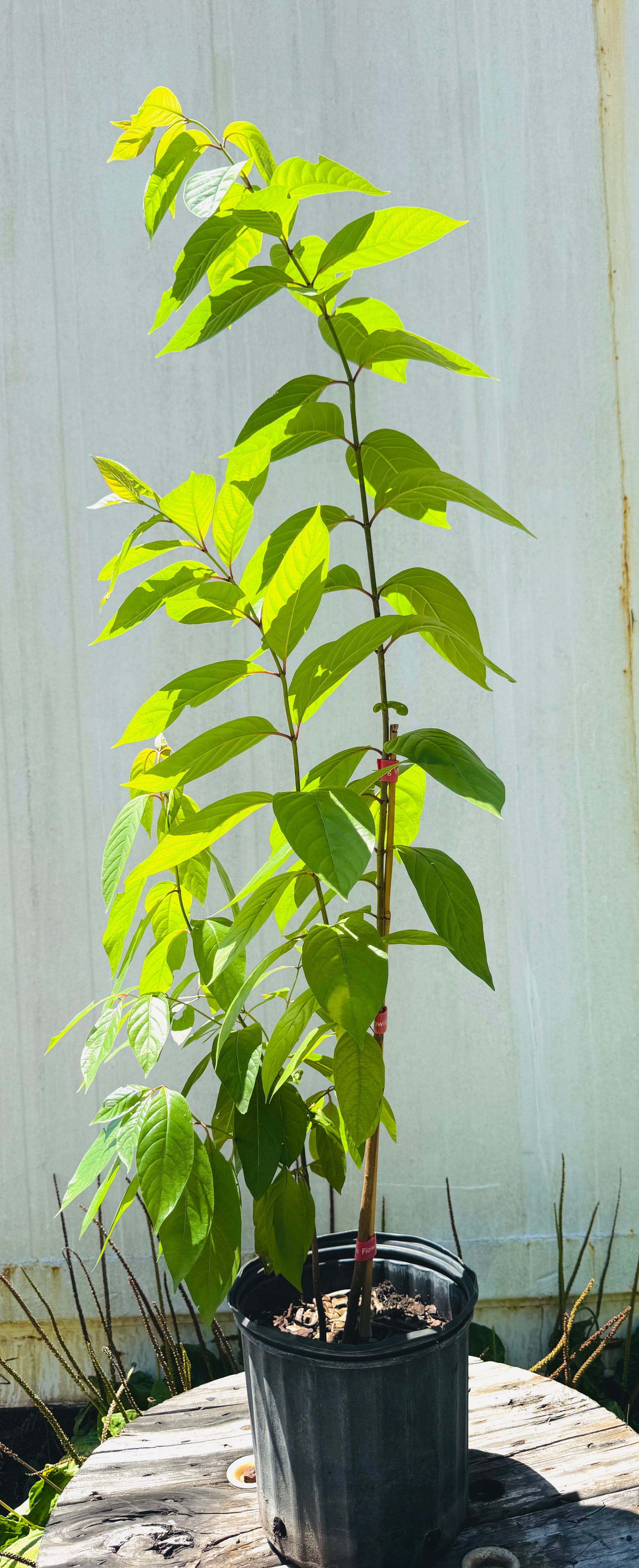 Buttonbush (Cephalanthus Occidentalis) – Butterfly Plant 3 Gallon