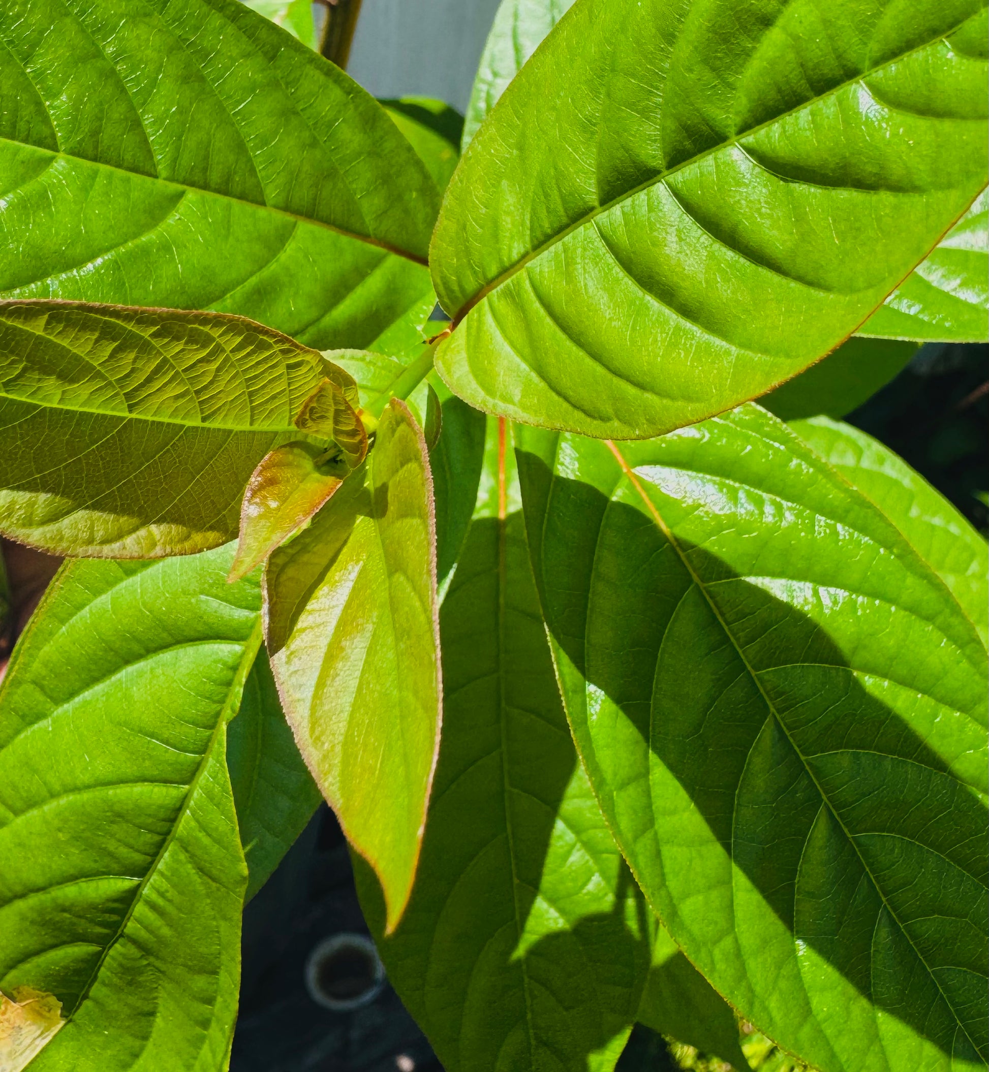 Buttonbush (Cephalanthus Occidentalis) – Butterfly Plant 3 Gallon